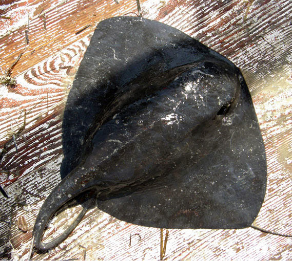 Pteroplatytrygon violacea_09.jpg